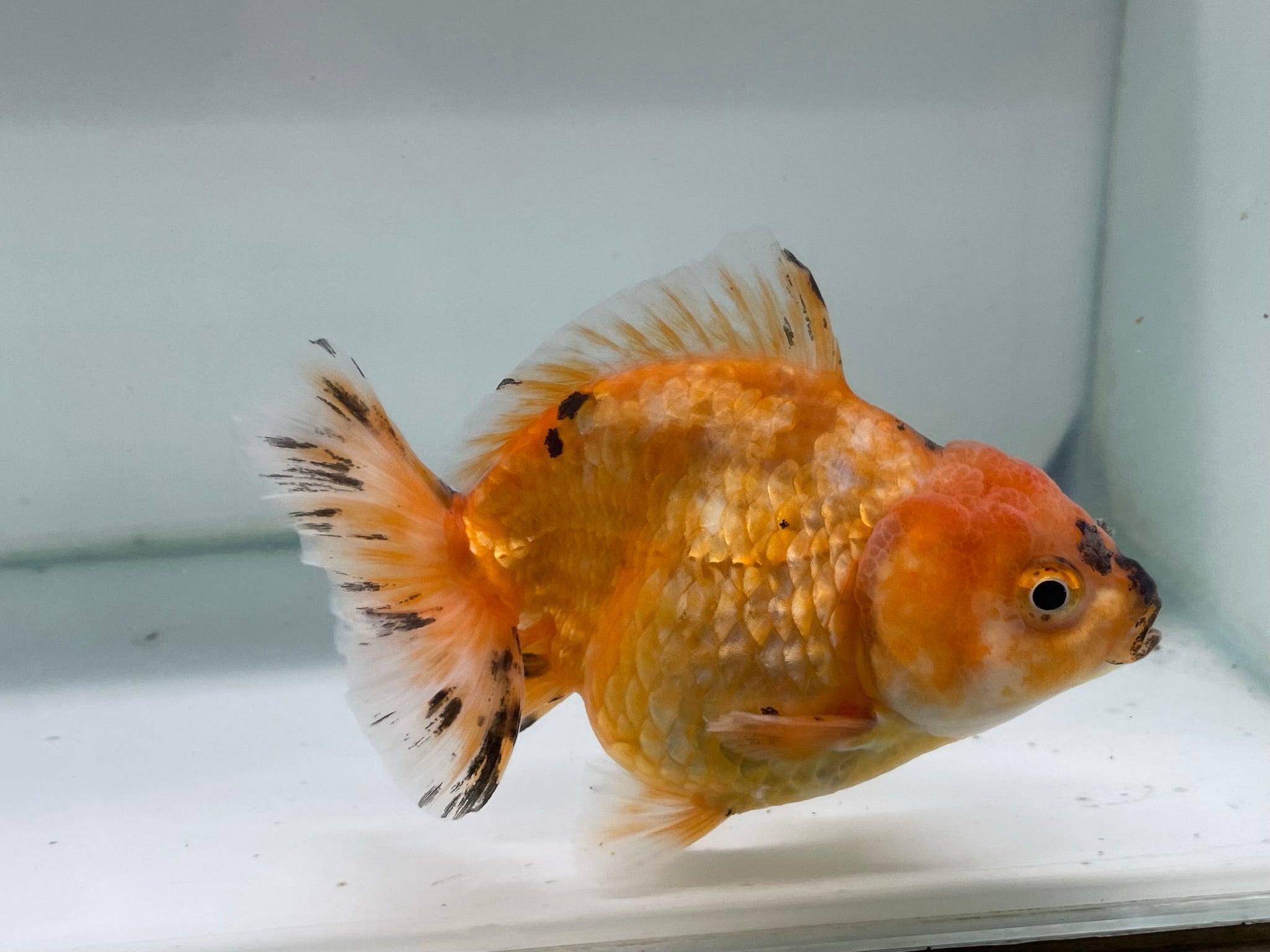 Yuan Bao Oranda 12cm (Fish in photo) - Newlyn - pets - Newlyn - pets - 
