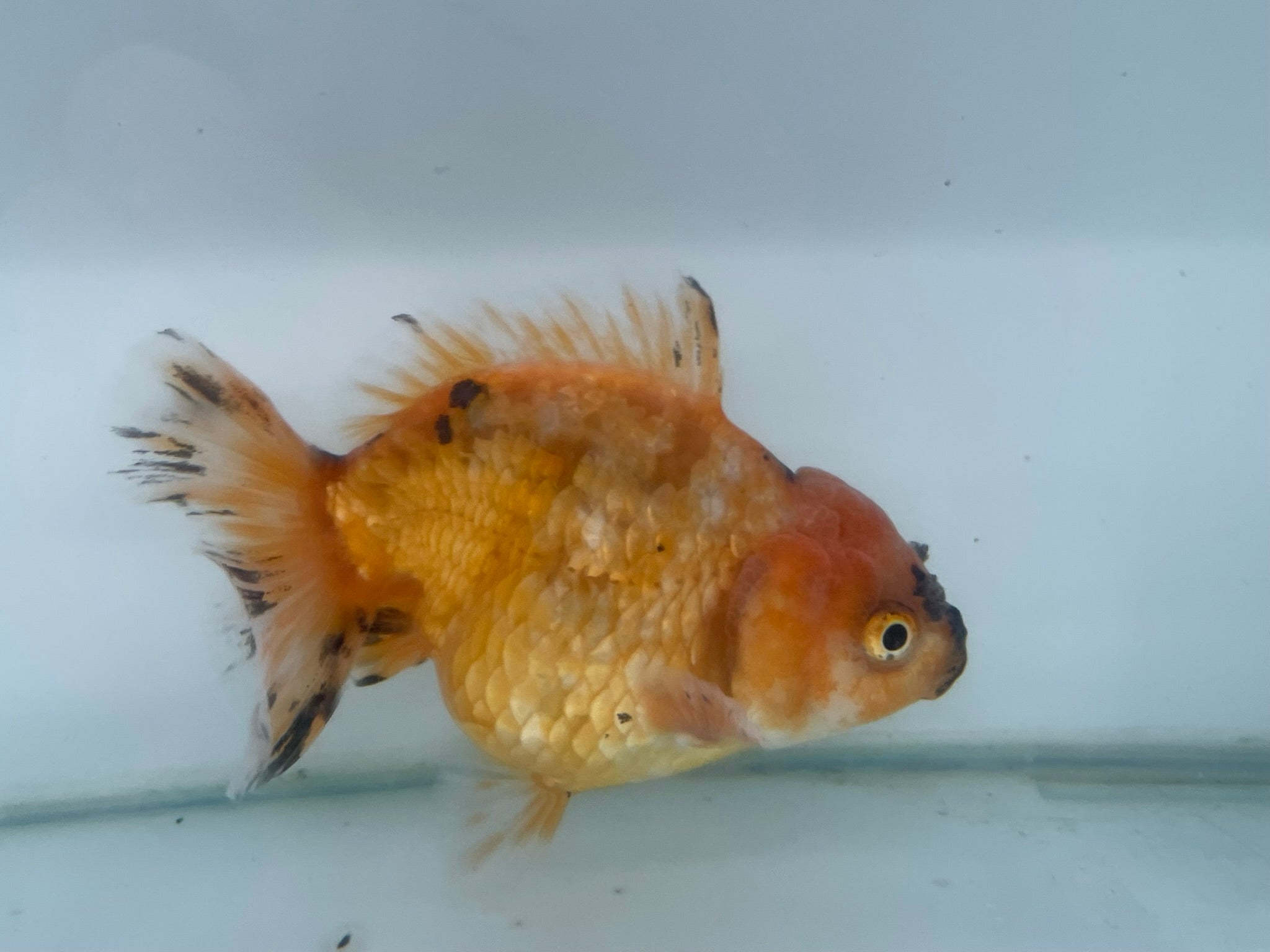 Yuan Bao Oranda 12cm (Fish in photo) - Newlyn - pets - Newlyn - pets - 