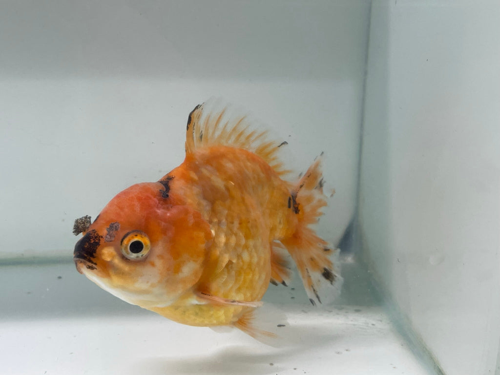 Yuan Bao Oranda 12cm (Fish in photo) - Newlyn - pets - Newlyn - pets - 