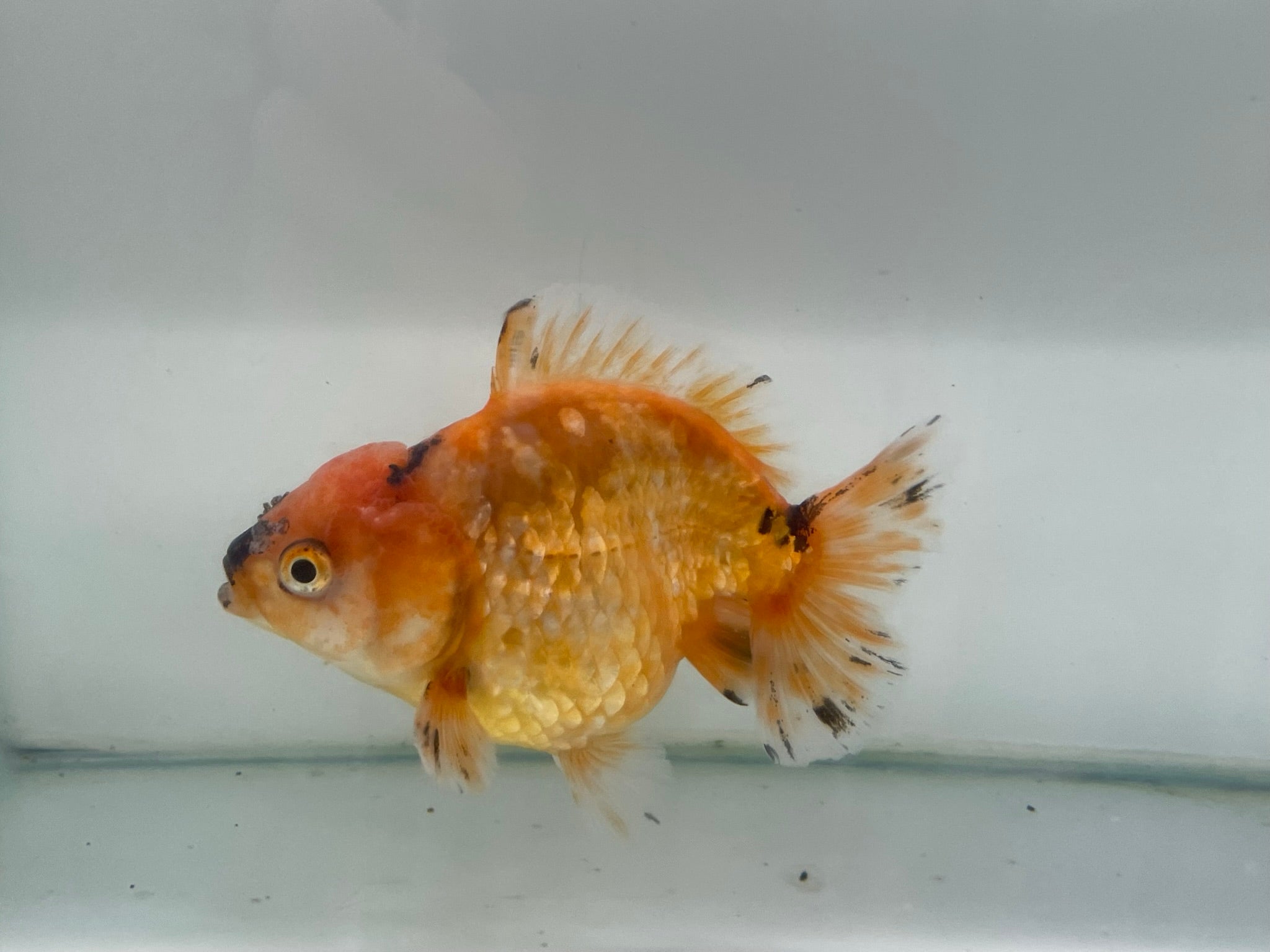 Yuan Bao Oranda 12cm (Fish in photo) - Newlyn - pets - Newlyn - pets - 