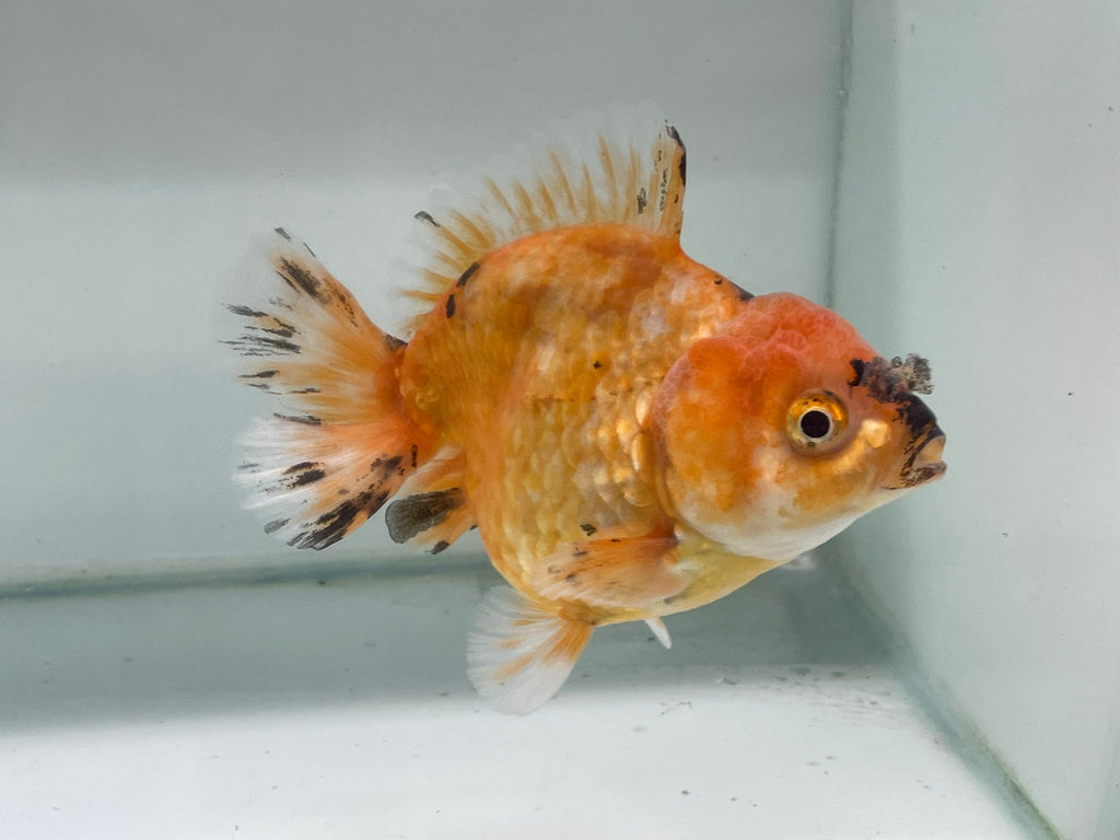 Yuan Bao Oranda 12cm (Fish in photo) - Newlyn - pets - Newlyn - pets - 