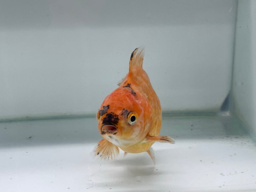 Yuan Bao Oranda 12cm (Fish in photo) - Newlyn - pets - Newlyn - pets - 