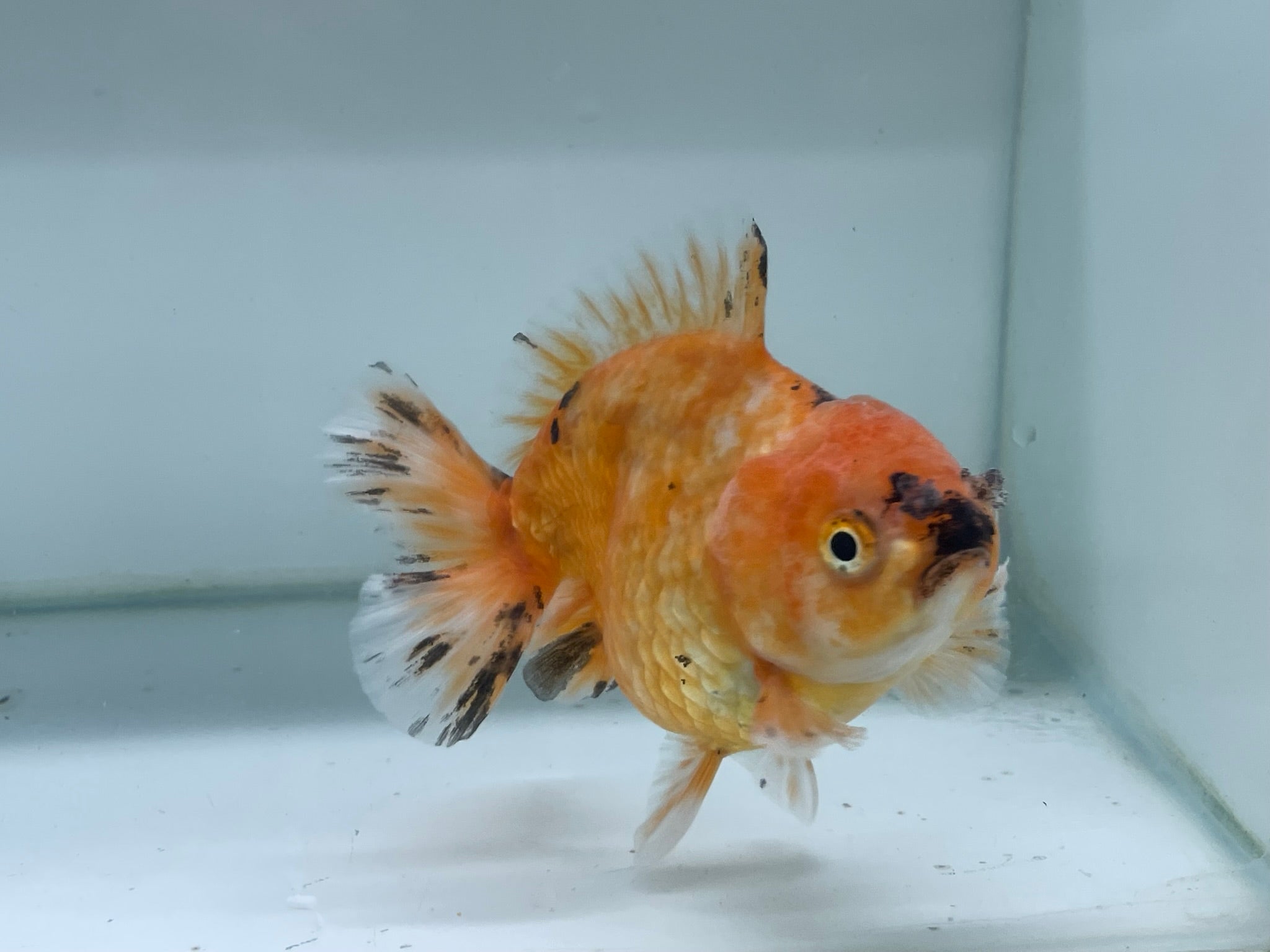 Yuan Bao Oranda 12cm (Fish in photo) - Newlyn - pets - Newlyn - pets - 