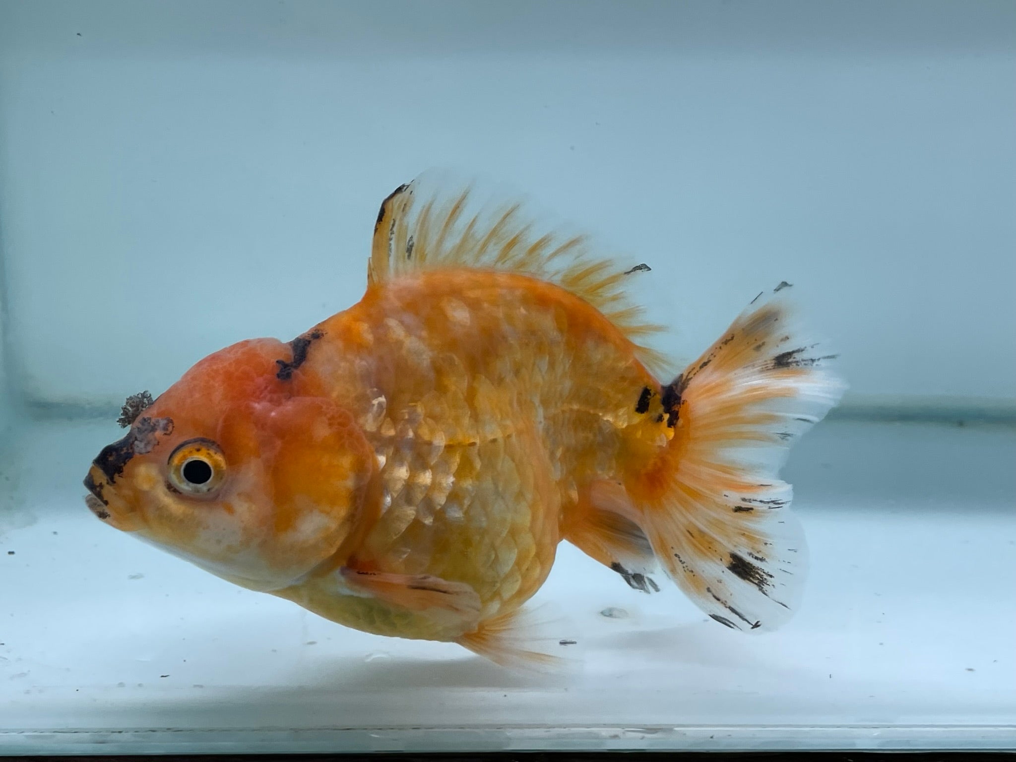 Yuan Bao Oranda 12cm (Fish in photo) - Newlyn - pets - Newlyn - pets - 